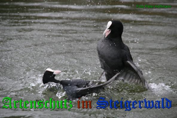 Bild zum Eintrag (1142159-160)