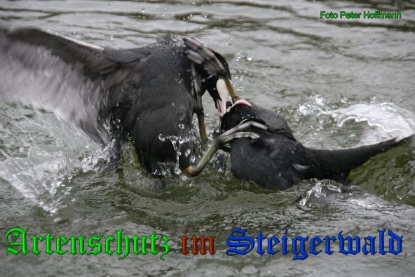 Bild zum Eintrag (1142162-160)