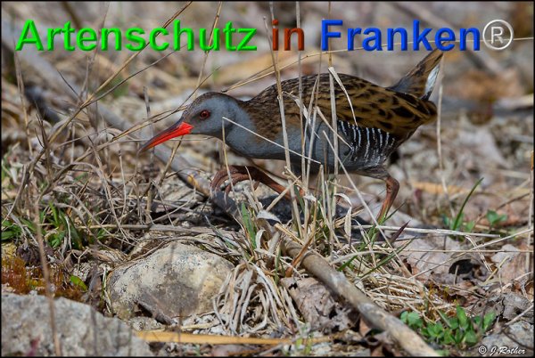 Bild zum Eintrag (1142241-160)
