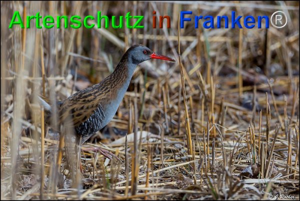 Bild zum Eintrag (1142243-160)