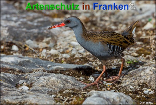 Bild zum Eintrag (1142244-160)