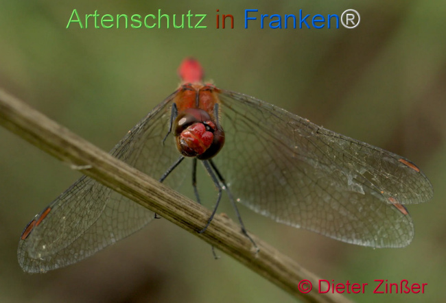 Bild zum Eintrag (1142319-160)