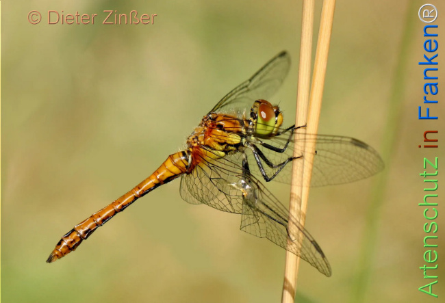 Bild zum Eintrag (1142320-160)