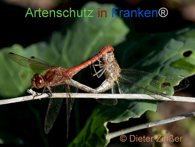 Bild zum Eintrag (1142332-160)