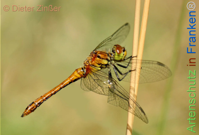 Bild zum Eintrag (1142334-160)