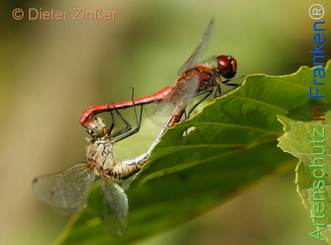 Bild zum Eintrag (1142337-160)