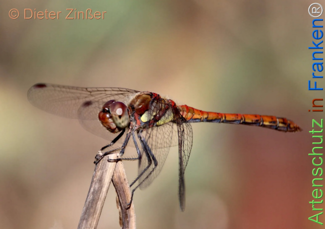 Bild zum Eintrag (1142342-160)