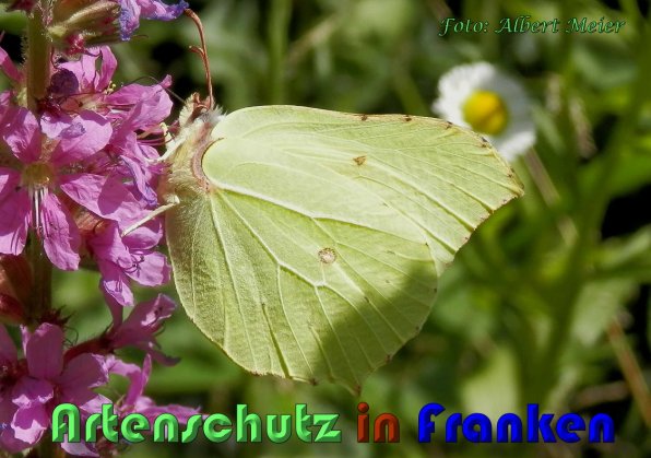 Bild zum Eintrag (1142392-160)