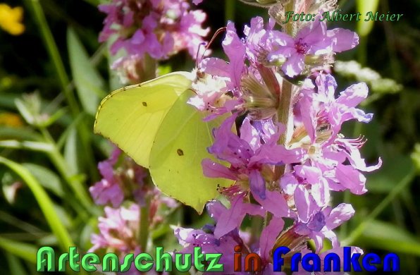 Bild zum Eintrag (1142393-160)
