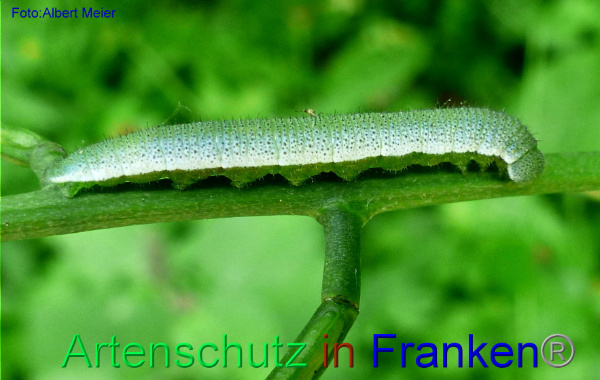 Bild zum Eintrag (1142401-160)
