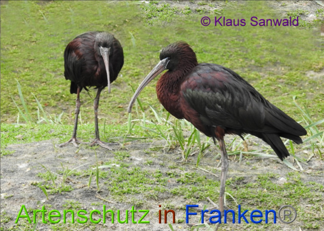 Bild zum Eintrag (1142409-160)