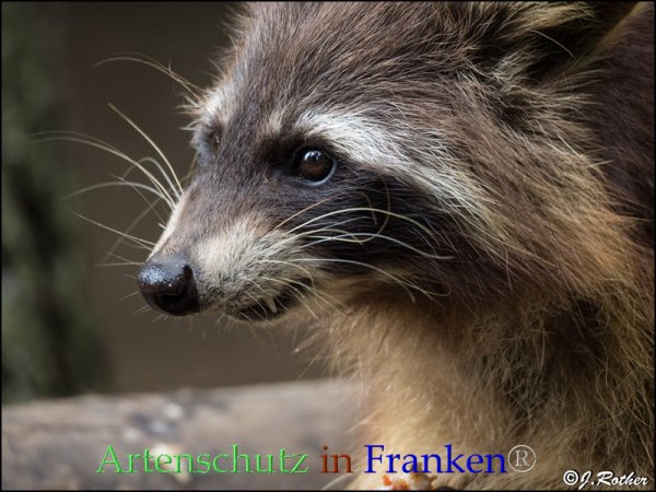 Bild zum Eintrag (1142622-160)