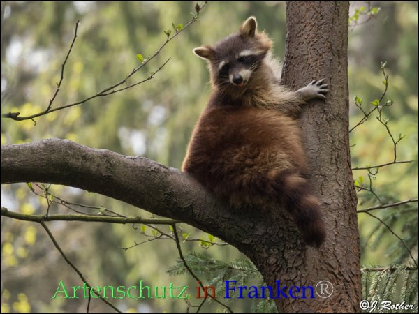 Bild zum Eintrag (1142629-160)