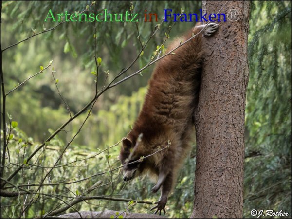 Bild zum Eintrag (1142631-160)