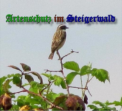 Bild zum Eintrag (1142879-160)