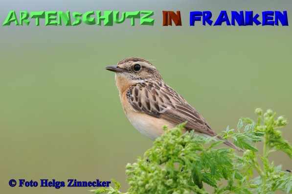 Bild zum Eintrag (1142880-160)