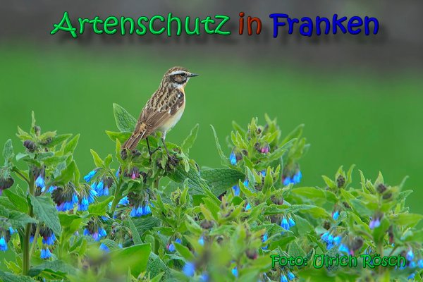 Bild zum Eintrag (1142881-160)