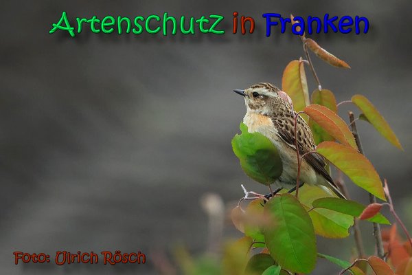 Bild zum Eintrag (1142882-160)