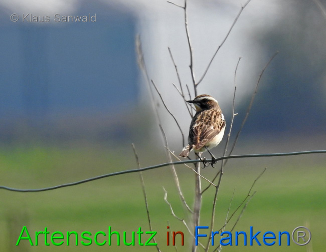 Bild zum Eintrag (1142883-160)