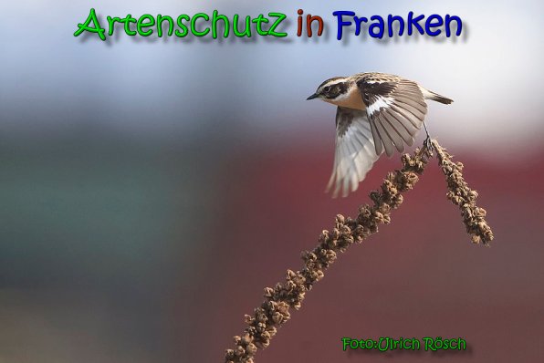 Bild zum Eintrag (1142884-160)