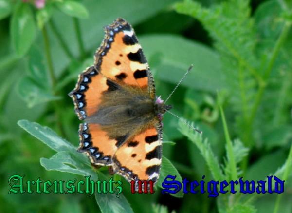 Bild zum Eintrag (1142971-160)