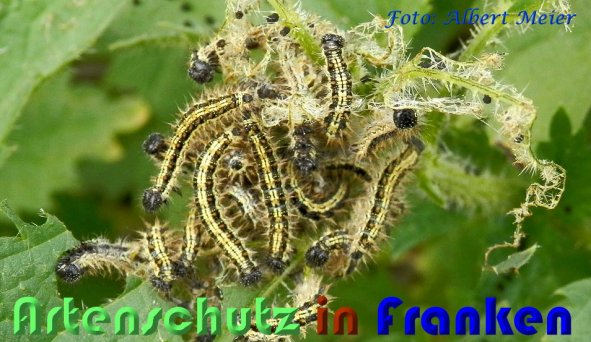 Bild zum Eintrag (1142979-160)