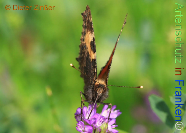 Bild zum Eintrag (1142983-160)