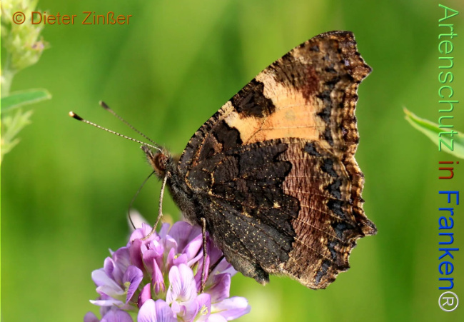 Bild zum Eintrag (1142984-160)