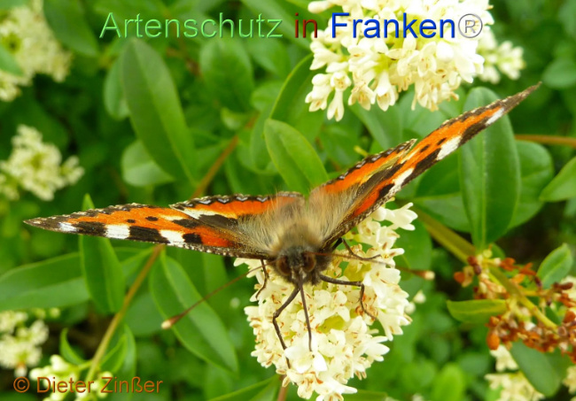 Bild zum Eintrag (1142987-160)