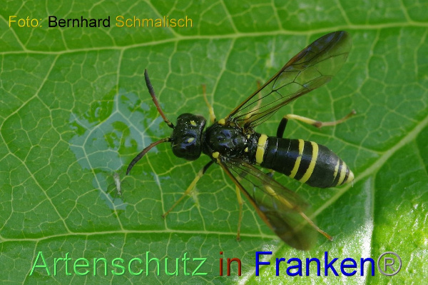 Bild zum Eintrag (1143080-160)
