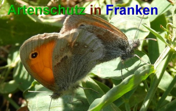 Bild zum Eintrag (1143096-160)