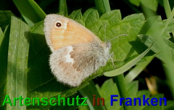Bild zum Eintrag (1143097-160)