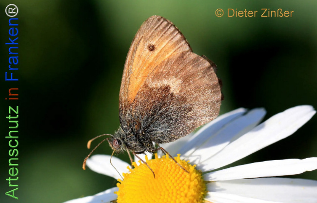 Bild zum Eintrag (1143115-160)