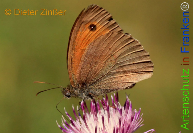 Bild zum Eintrag (1143167-160)