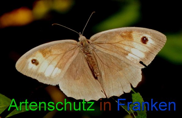Bild zum Eintrag (1143169-160)