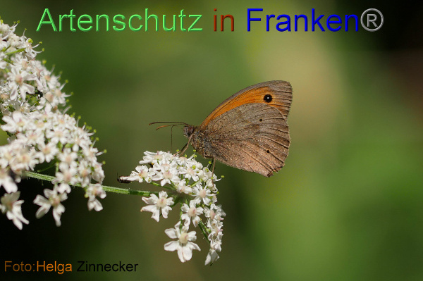 Bild zum Eintrag (1143179-160)