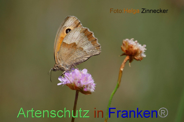 Bild zum Eintrag (1143180-160)