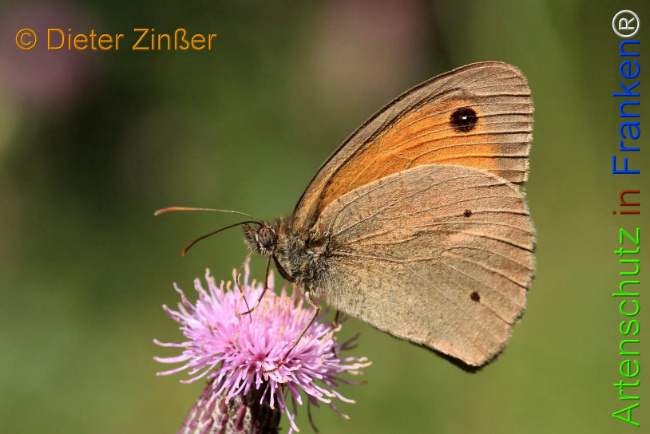 Bild zum Eintrag (1143188-160)
