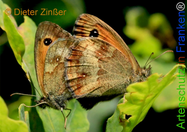 Bild zum Eintrag (1143197-160)