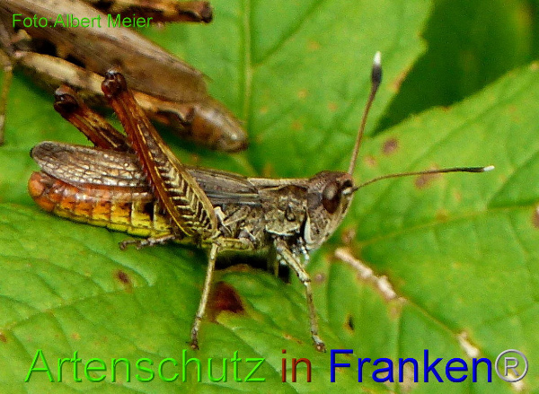 Bild zum Eintrag (1143443-160)