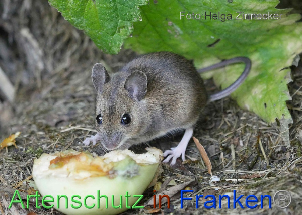 Bild zum Eintrag (1143511-160)