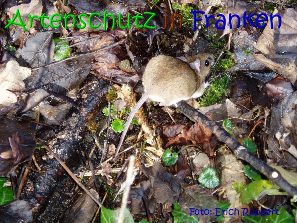 Bild zum Eintrag (1143512-160)