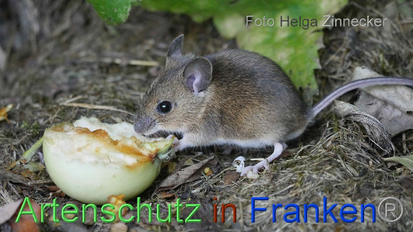 Bild zum Eintrag (1143513-160)