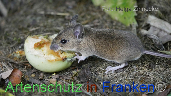 Bild zum Eintrag (1143514-160)