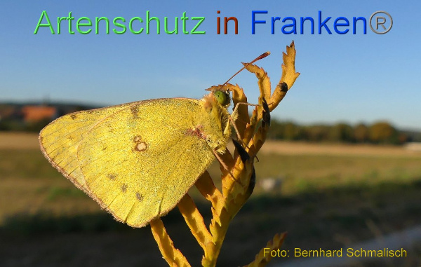 Bild zum Eintrag (1143661-160)