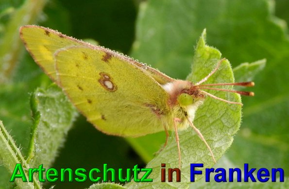 Bild zum Eintrag (1143663-160)