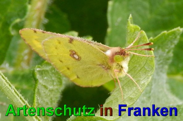 Bild zum Eintrag (1143664-160)