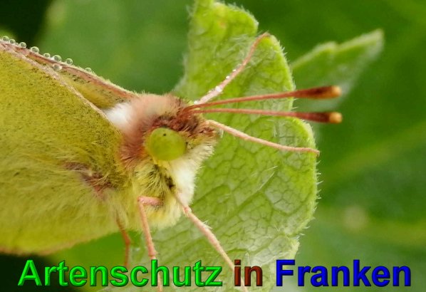 Bild zum Eintrag (1143665-160)