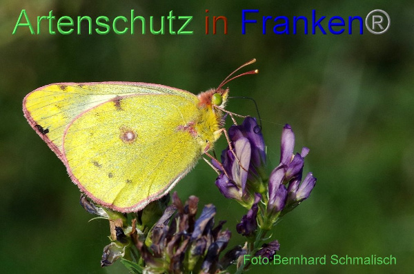Bild zum Eintrag (1143676-160)