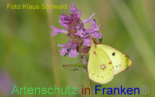 Bild zum Eintrag (1143679-160)